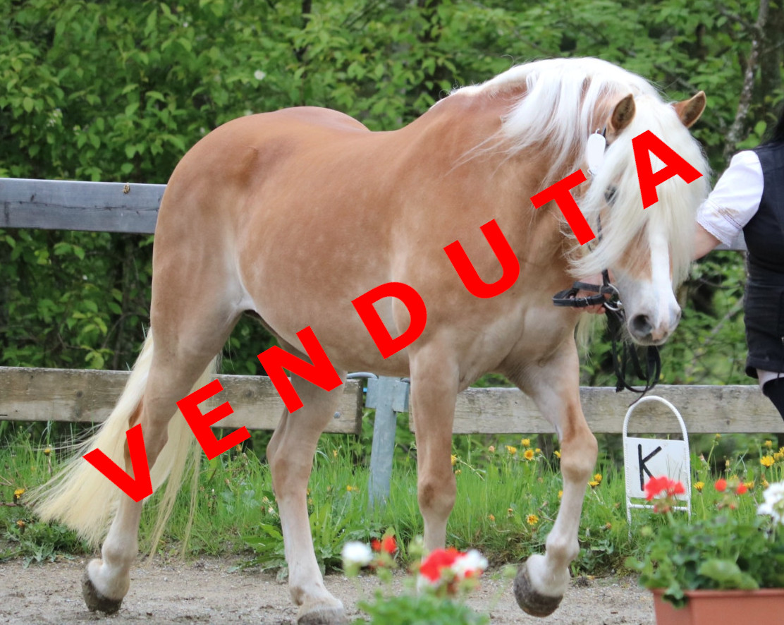 Quena venduta