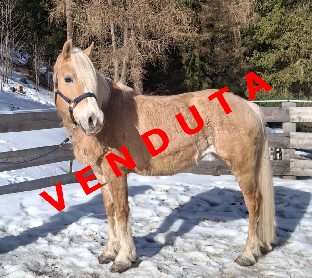 Quizzi venduta