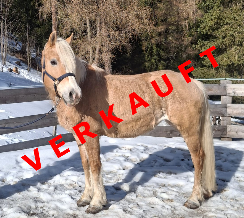 Quizzi verkauft