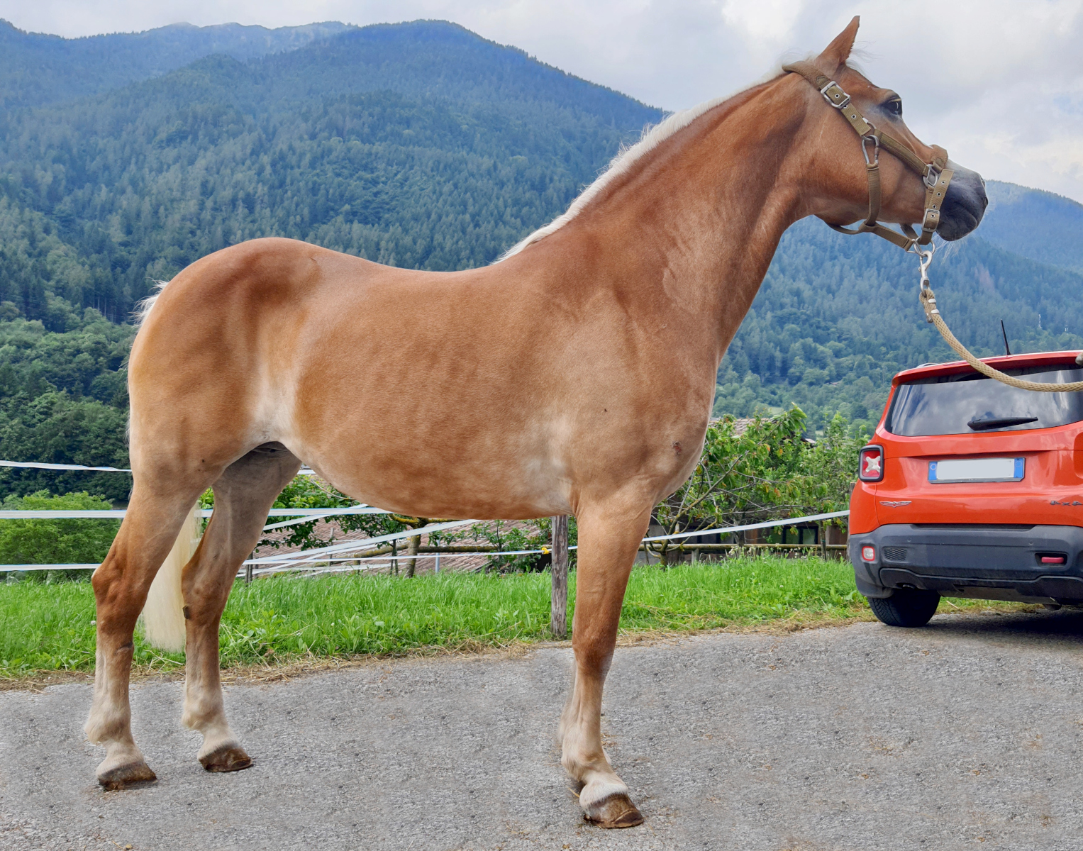 S-Bellissima BZ27406