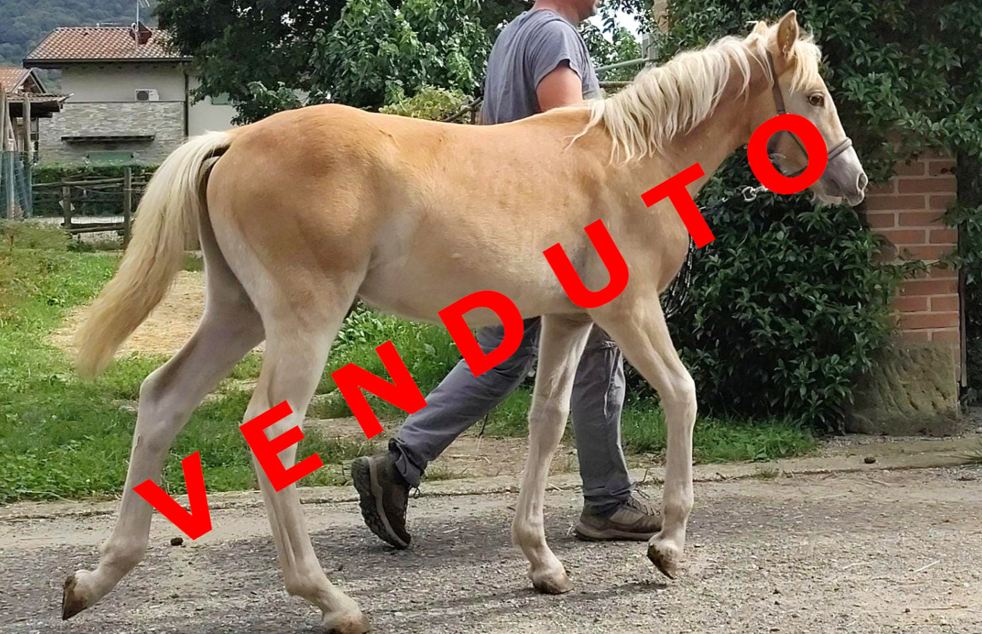 ST - Light my Fire venduto