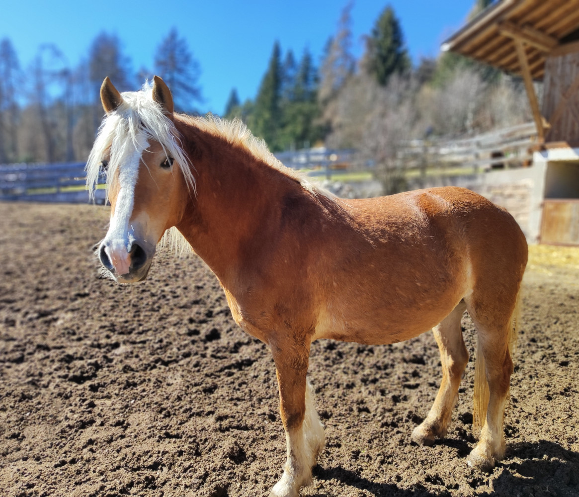 Trabant d'Insubria VR11528