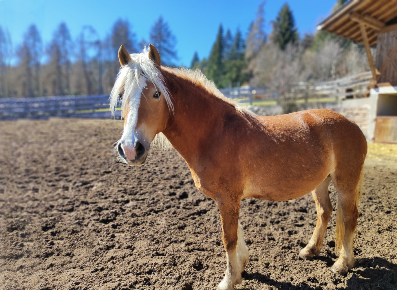 Trabant d'Insubria VR11528
