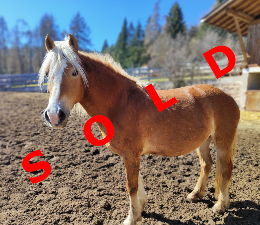 Trabant d'Insubria sold