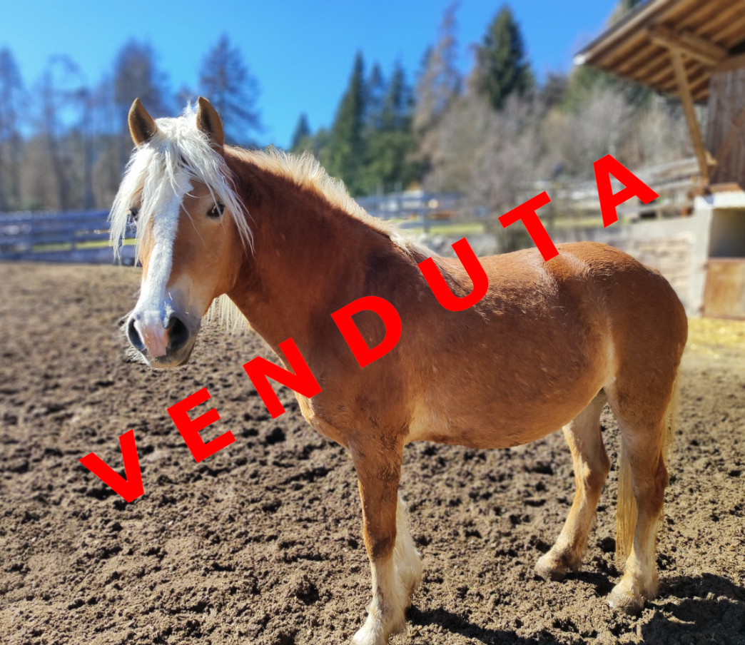 Trabant d'Insubria venduta