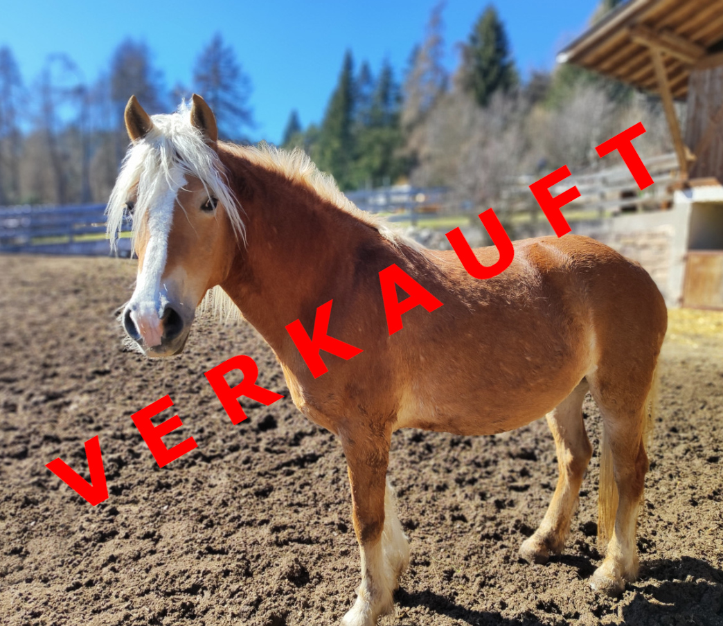 Trabant d'Insubria verkauft