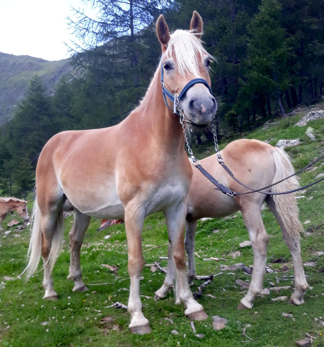 Haflinger horses to buy horse market foals and ponies • haflinger.eu