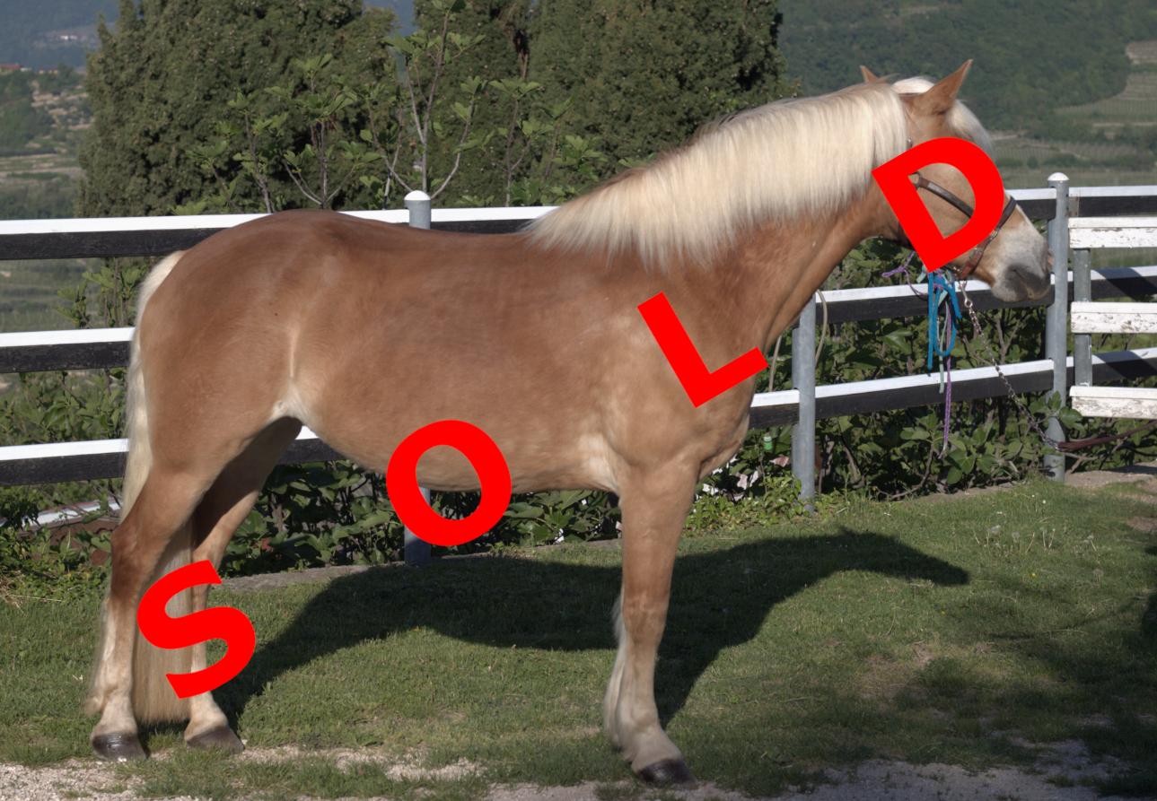 Udina sold