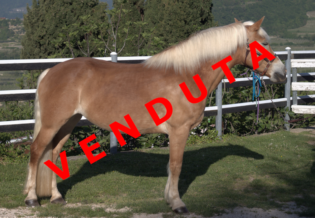 Udina venduta