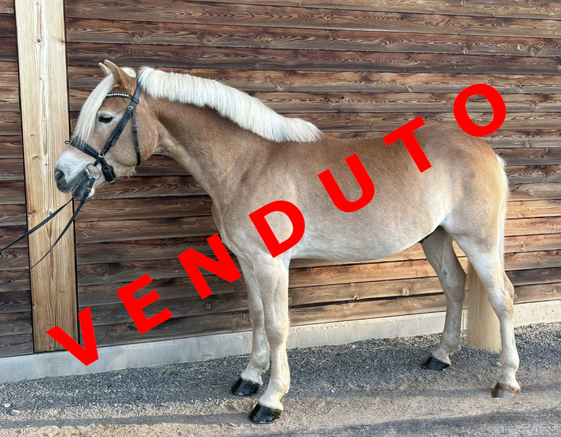 William-B venduto