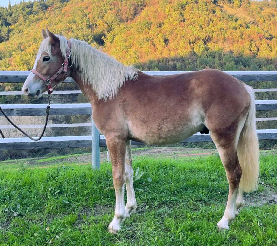 Windstorm - G di Linfa FC10916