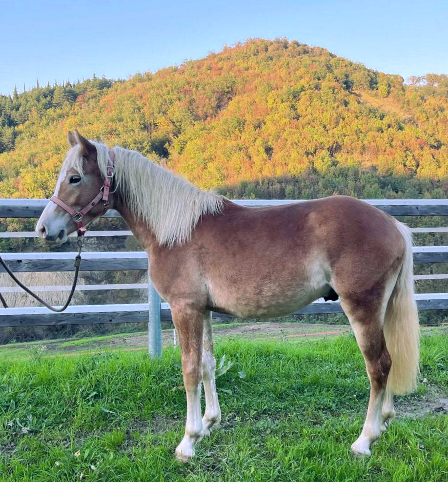 Windstorm - G di Linfa FC10916