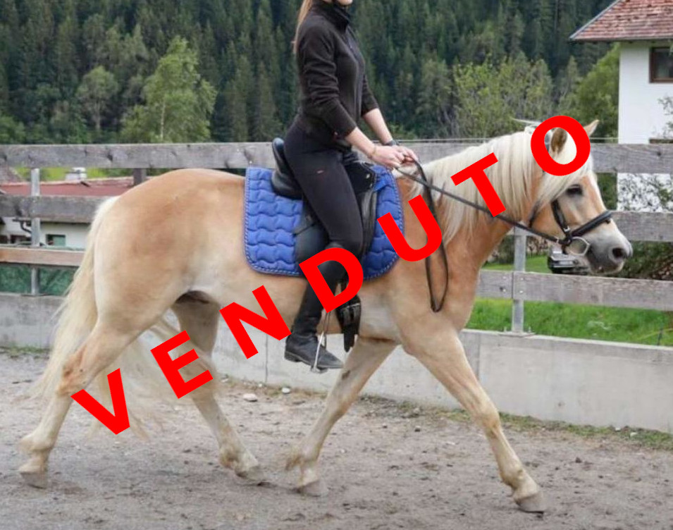 Wirbelwind AW-F venduto