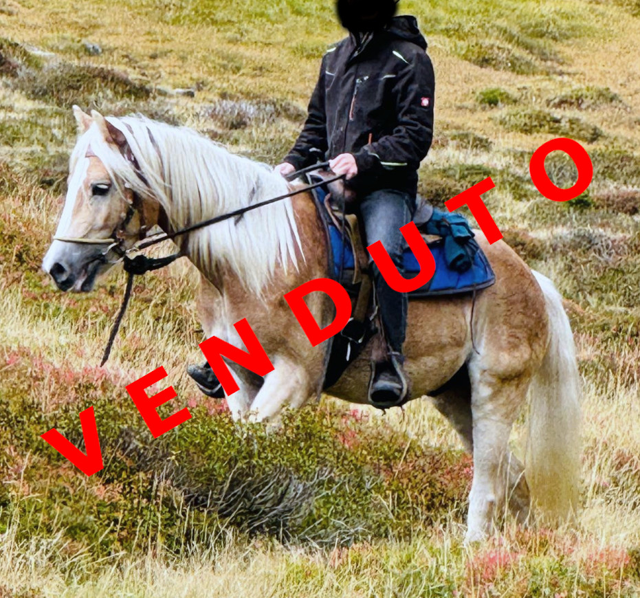 Wonderstar-F venduto