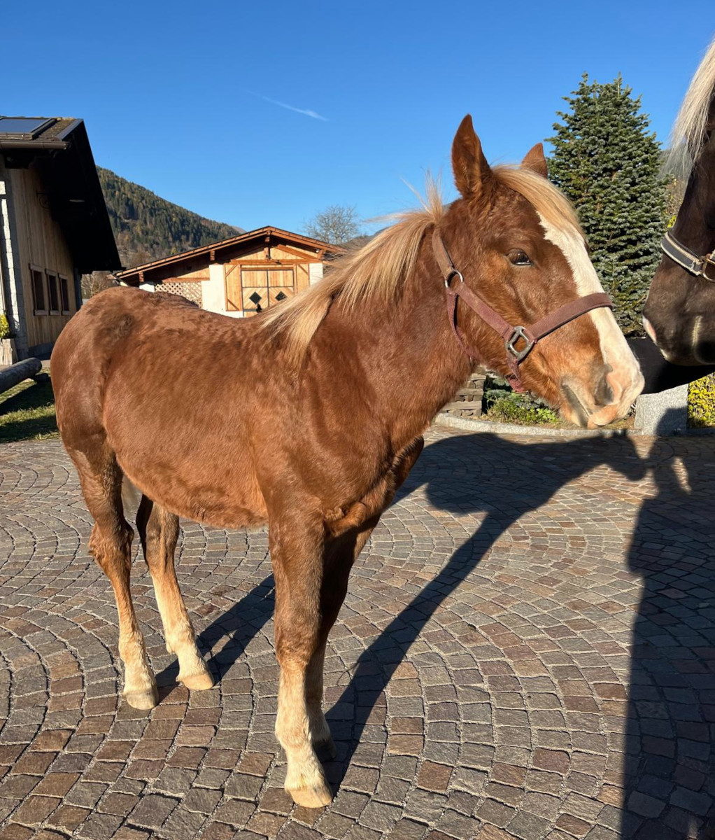 Blitz-Nero XVII NTN0064