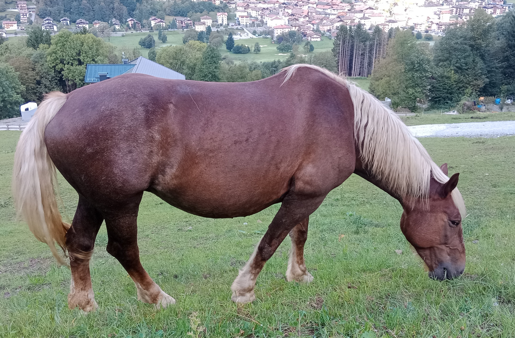 Wenger-Fanny 040006730001717