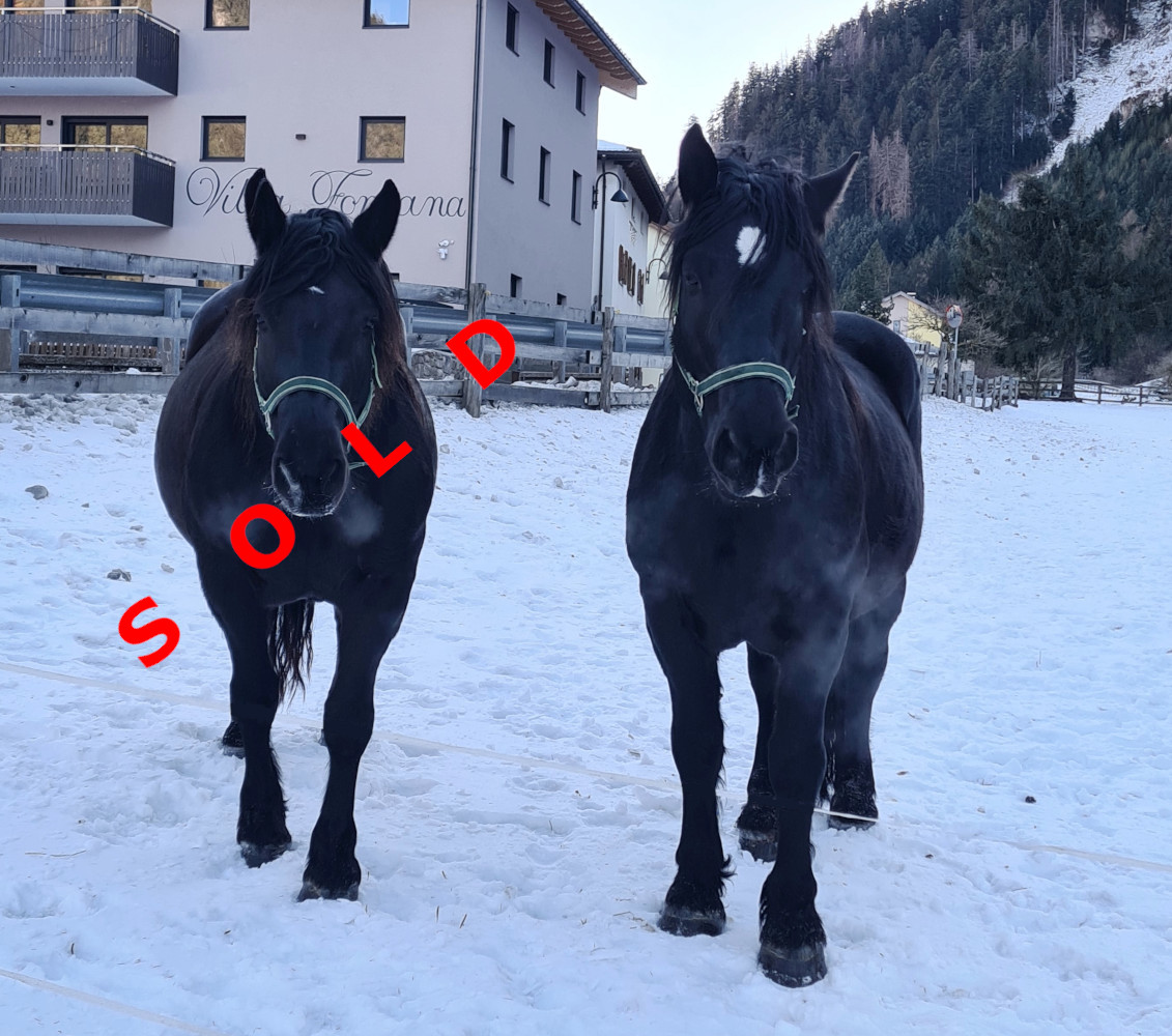 ZAMBA-SCHAUNITZ XVIII NBZ033/19 - KARINA-FLOTTE NBZ032/19