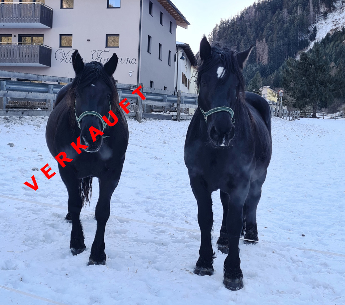 ZAMBA-SCHAUNITZ XVIII NBZ033/19 - KARINA-FLOTTE NBZ032/19