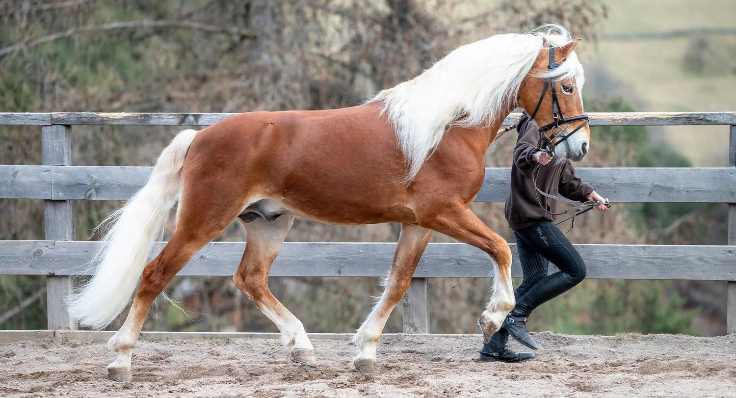 Adlerfels II HU-B BZ29648