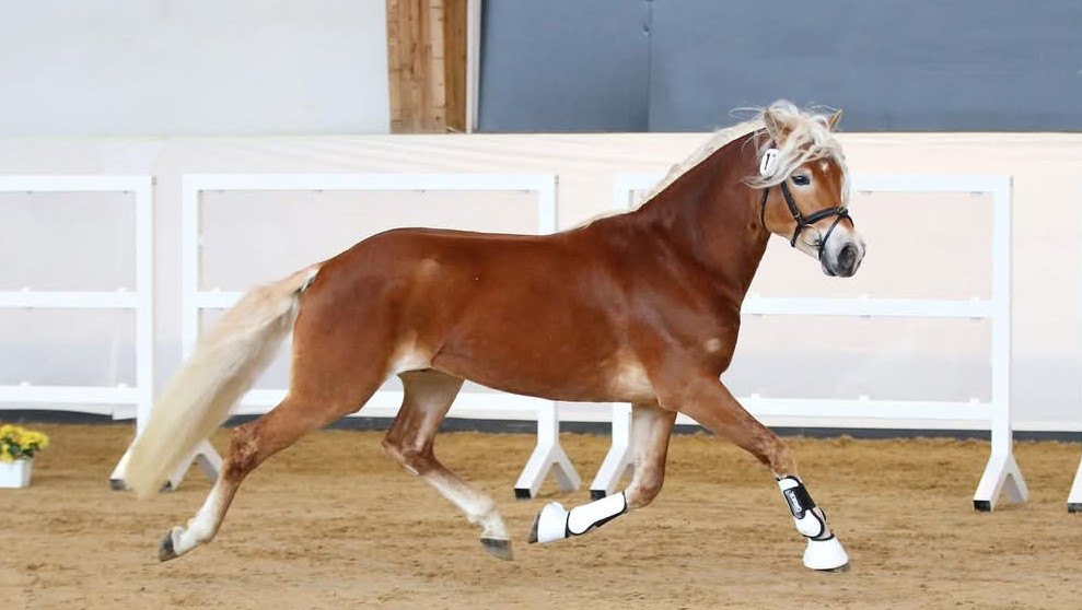 All Star 276020000745132