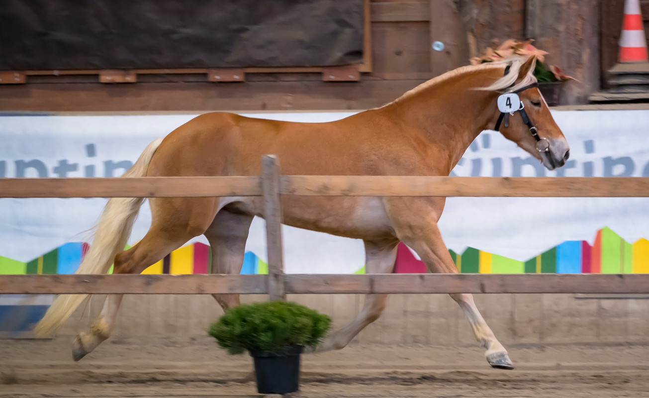 Alonso 040003824265220