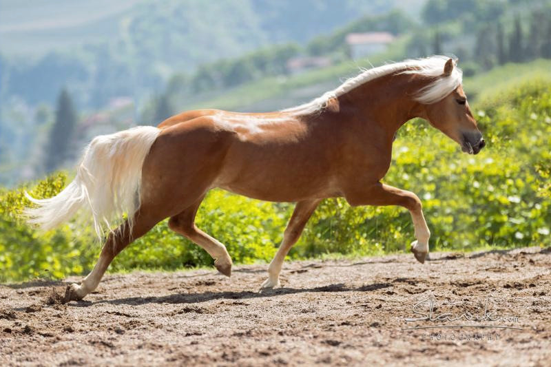 Amazing Star 040003824048317