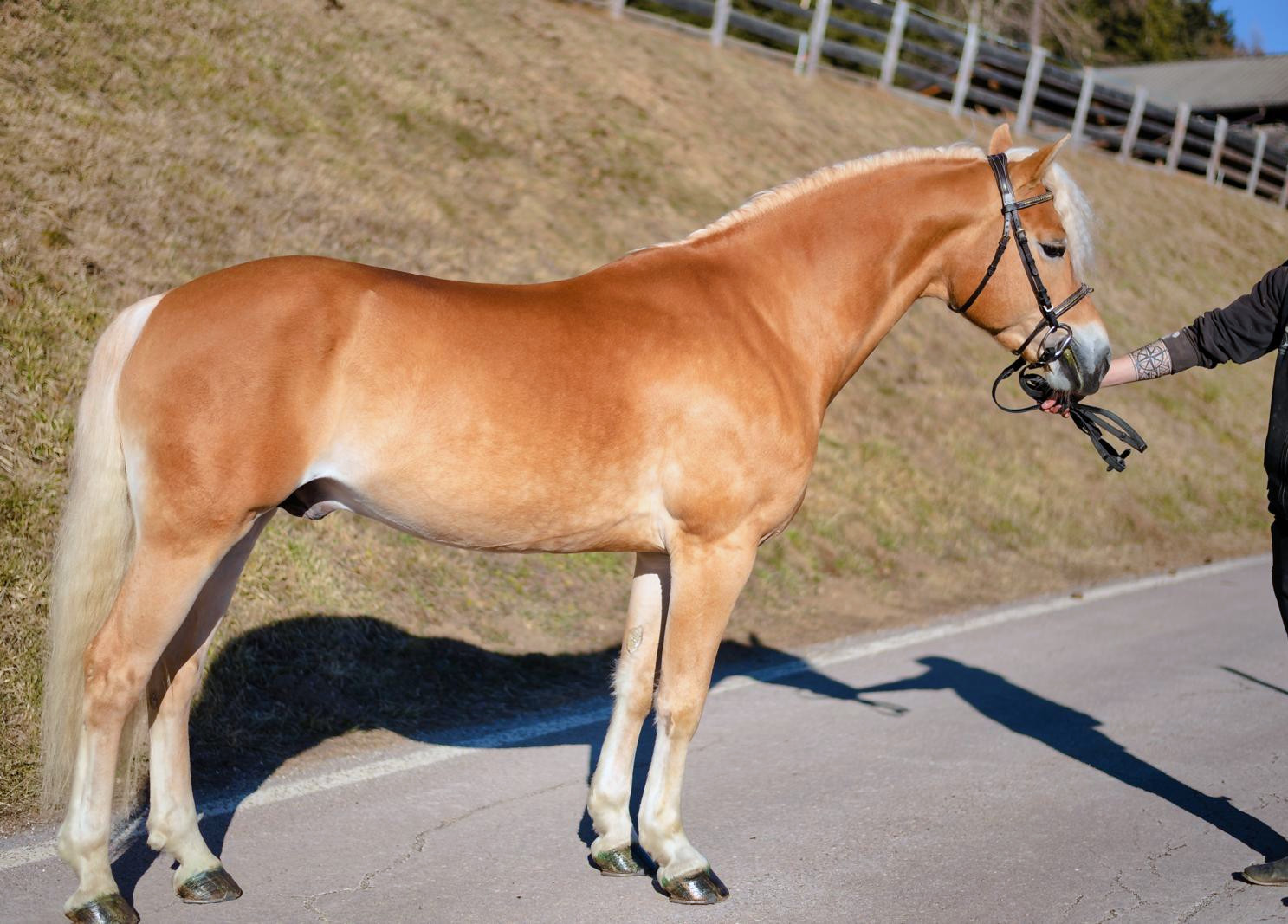 Ariat 040004720010820