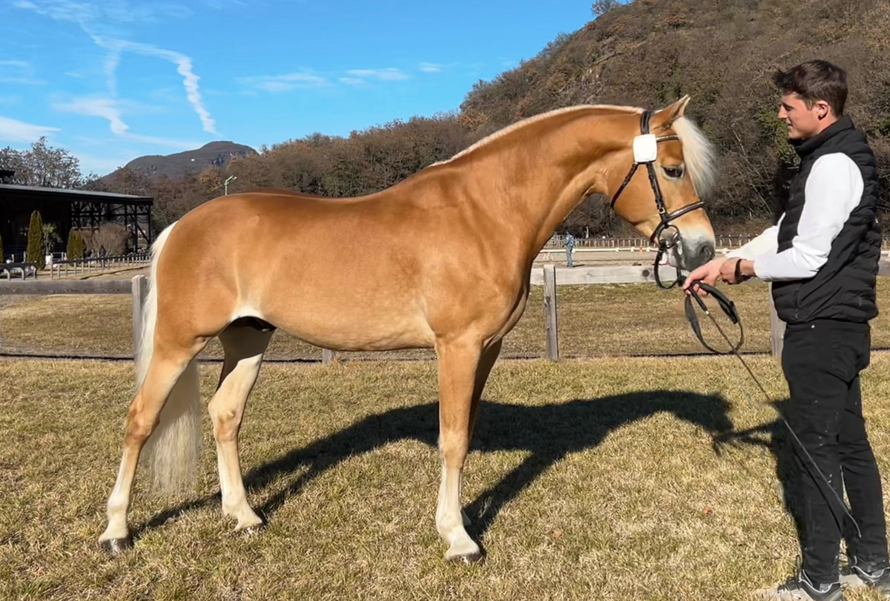 Ariat 040004720010820