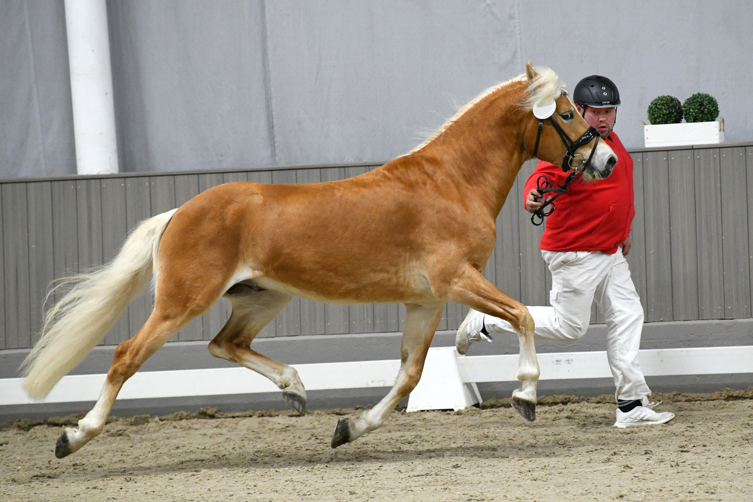 Ariat 040004720010820