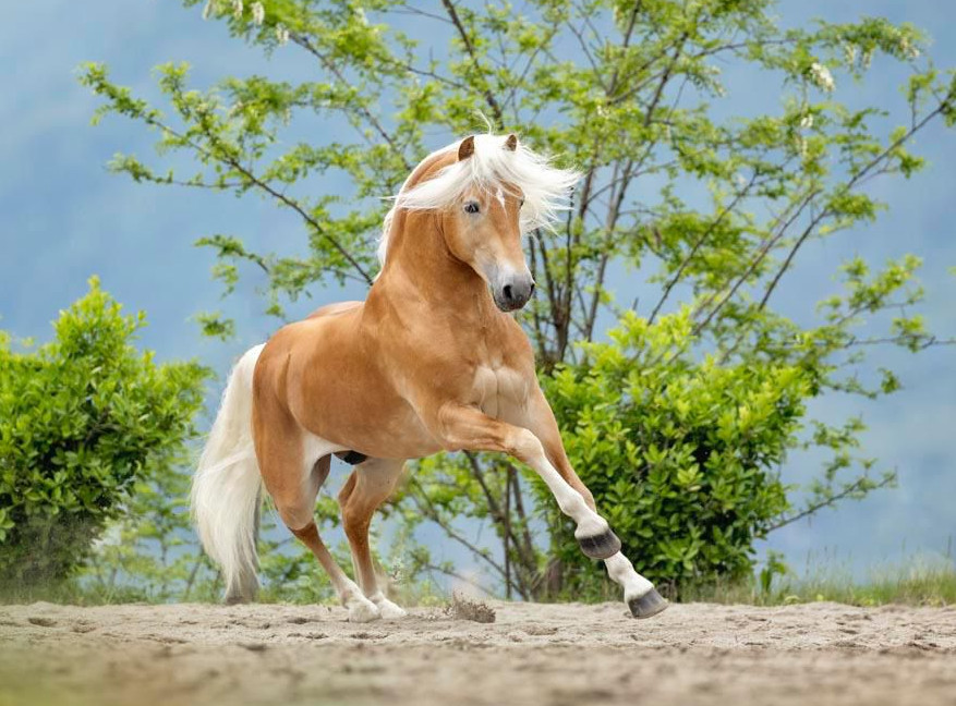 Arie Van de Kieviet 040003824243620