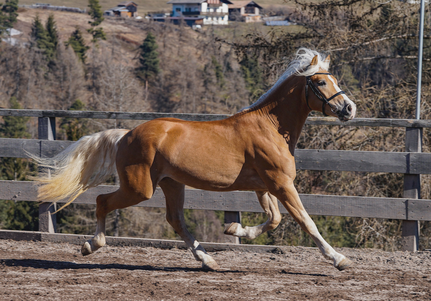 Martinos Von More-G-F BZ31278