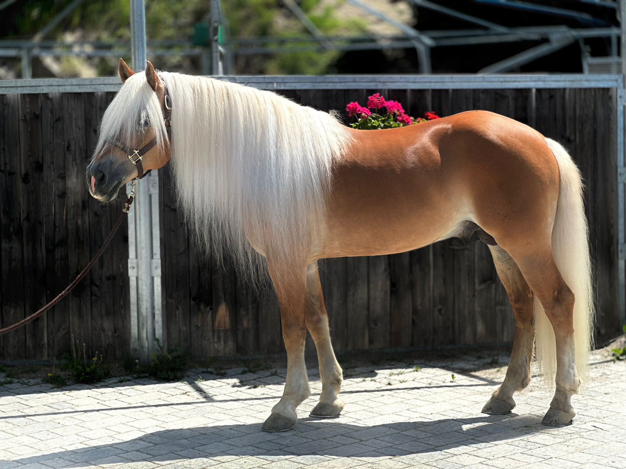 Nitrito del Baldo - T VR11529