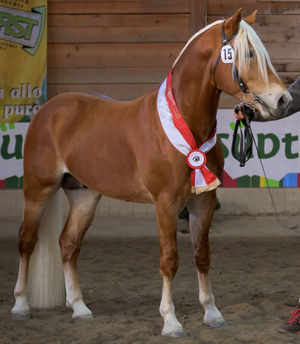 Steinprinz TM-A BZ29249