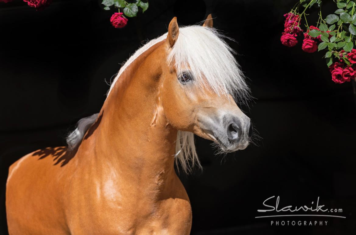 Stelios 040003824034316