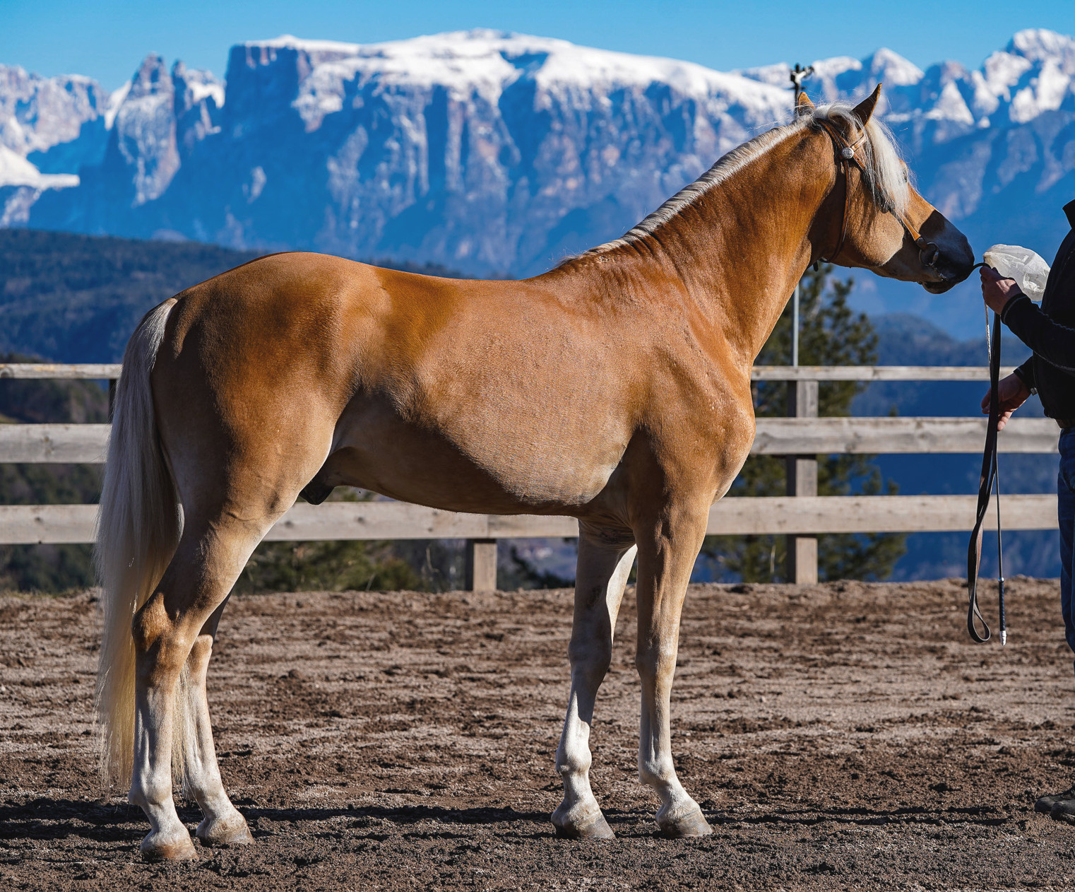 Stern V. Baumann-F BZ31238