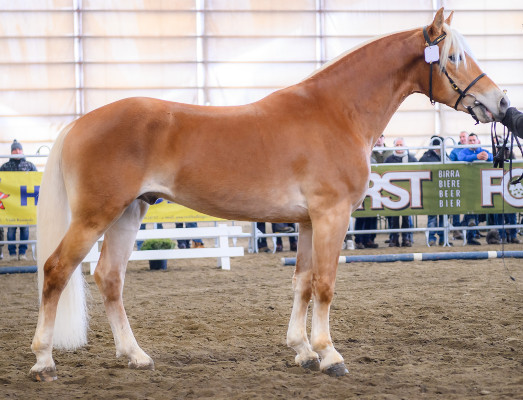 Alpenbue - I BZ22495