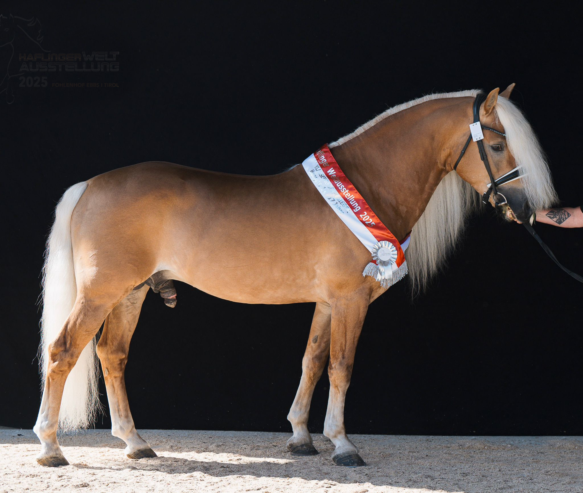 Waldmeister-T BZ27609