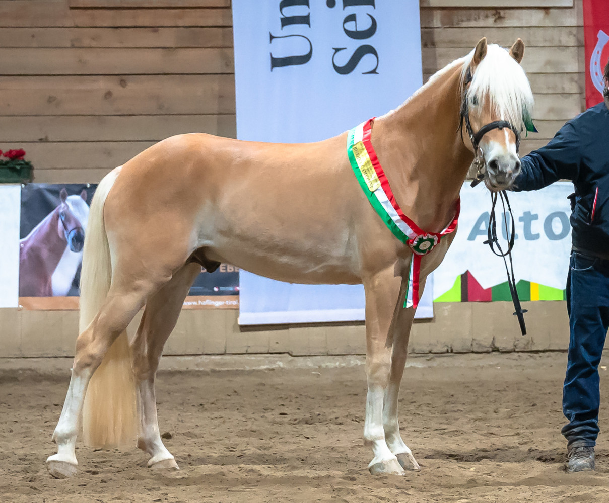 Willard HU-F BZ31293