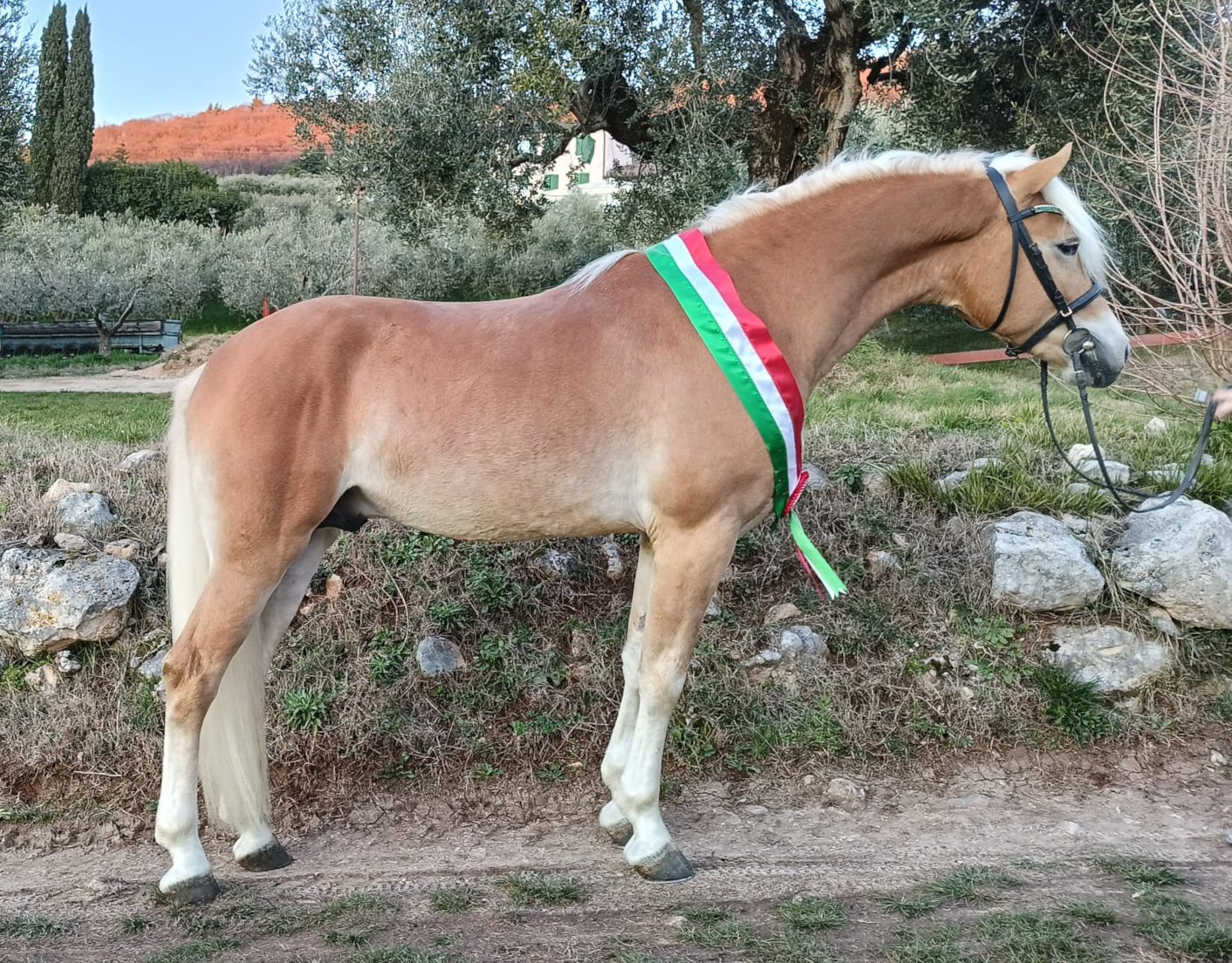 William-G-di-MW TV11147