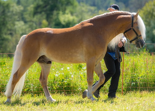 Waldmeister-T BZ27609