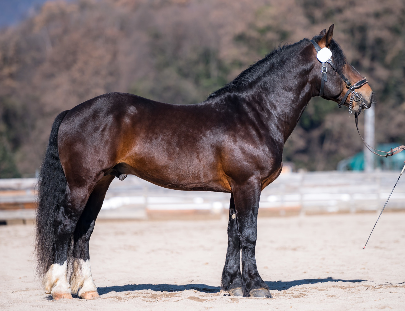 Solist-Vulkan VXII 040006730081817